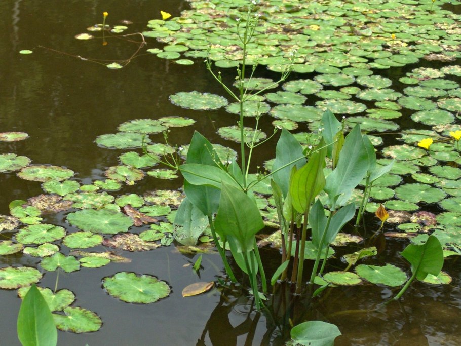 Частуха болотная