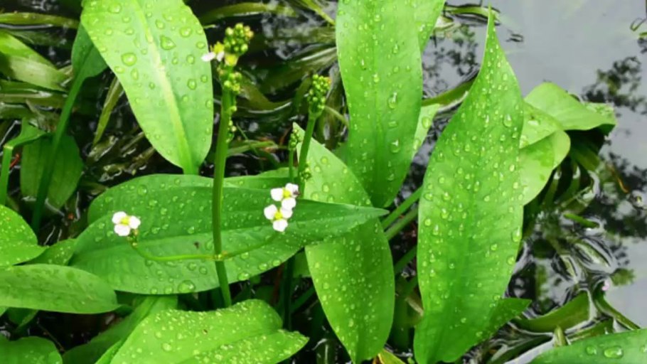 Частуха болотная