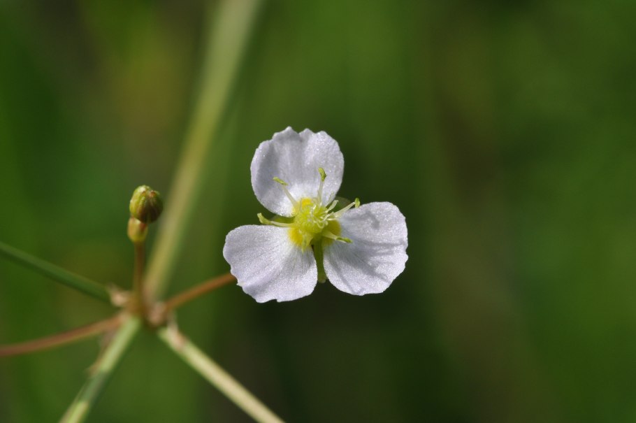 Частуха злаковидная
