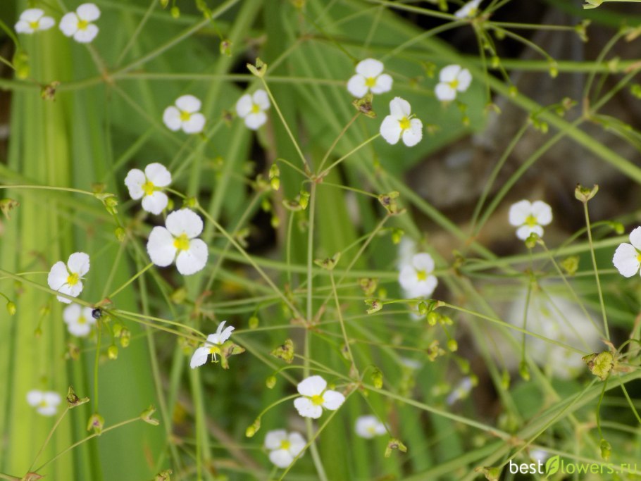 Частуха юзепчука