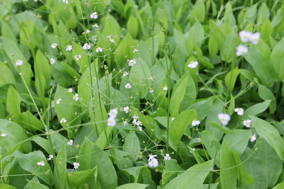Частуха подорожниковая (alisma plantago-aquatica)