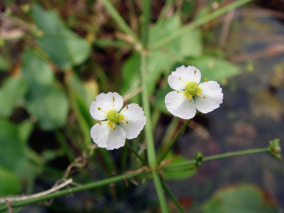 Alisma plantago aquatica