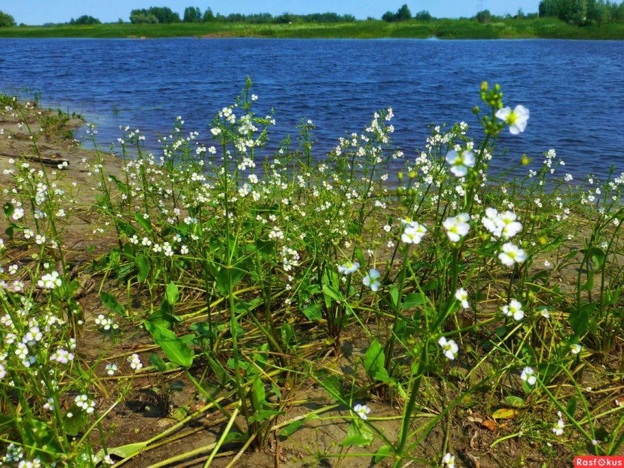 Частуха болотная