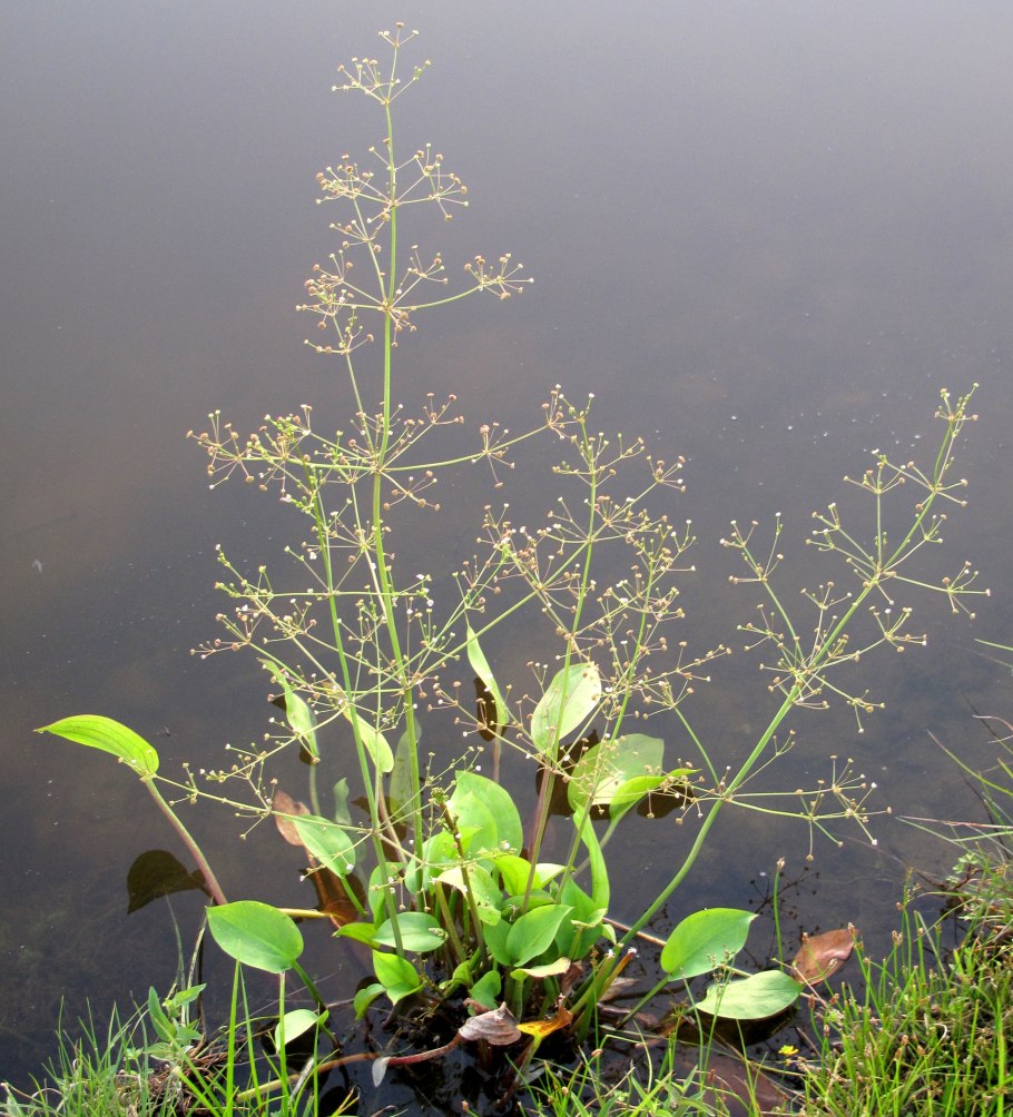 Alisma plantago aquatica