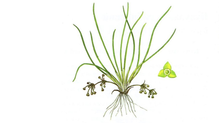 Полушник озерный