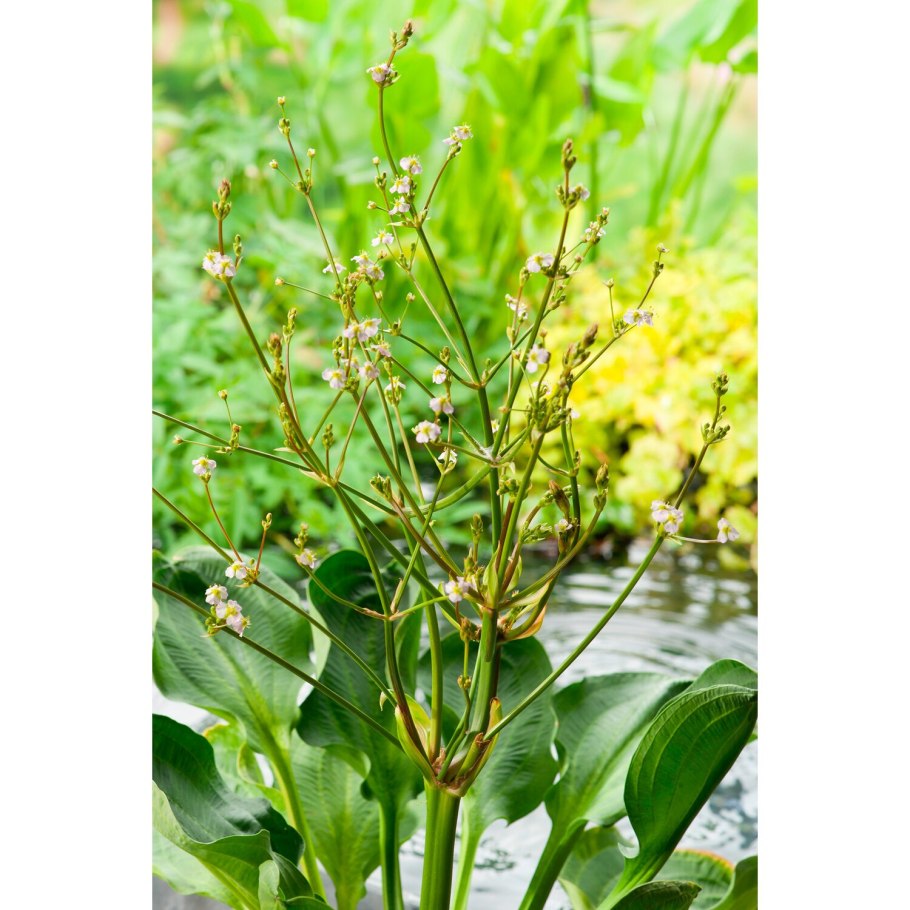 Частуха обыкновенная