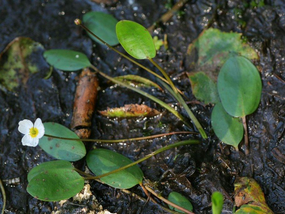 Водокрас лягушачий (hydrocharis morsus-ranae)