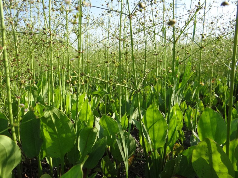 Частуха растение