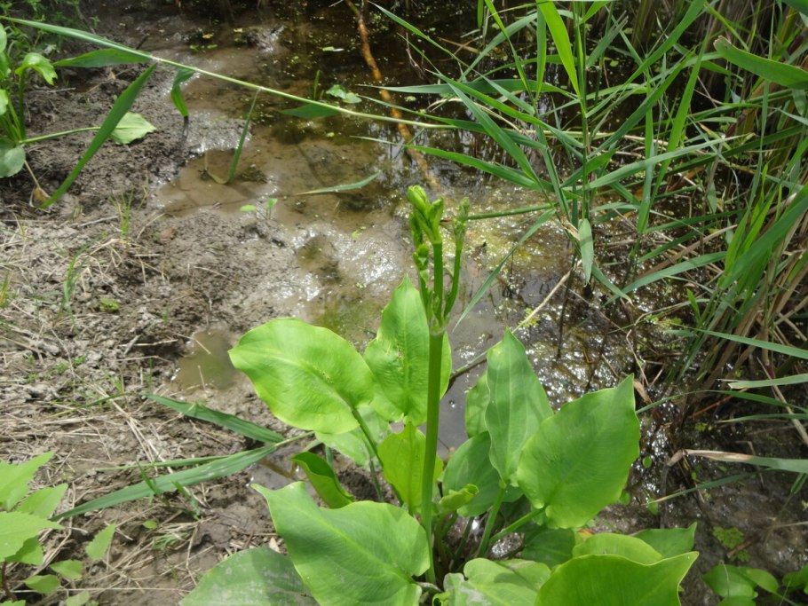 Частуха подорожниковая