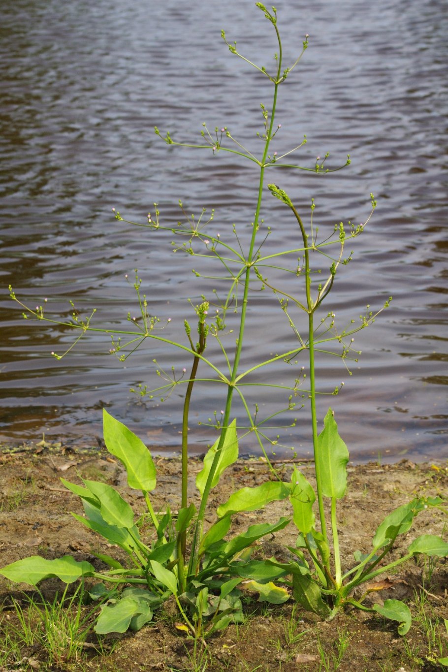 Alisma plantago aquatica