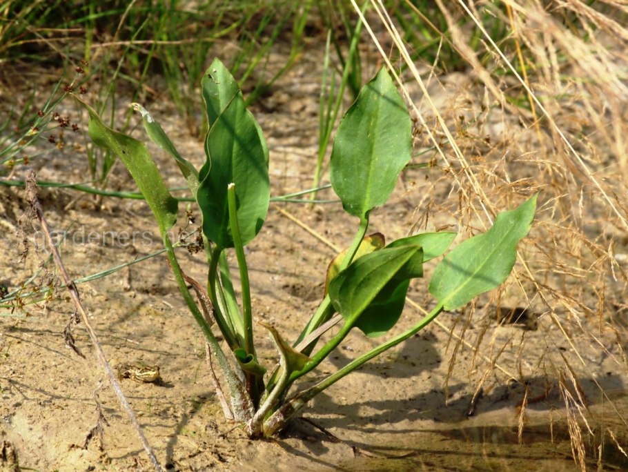 Alisma plantago aquatica
