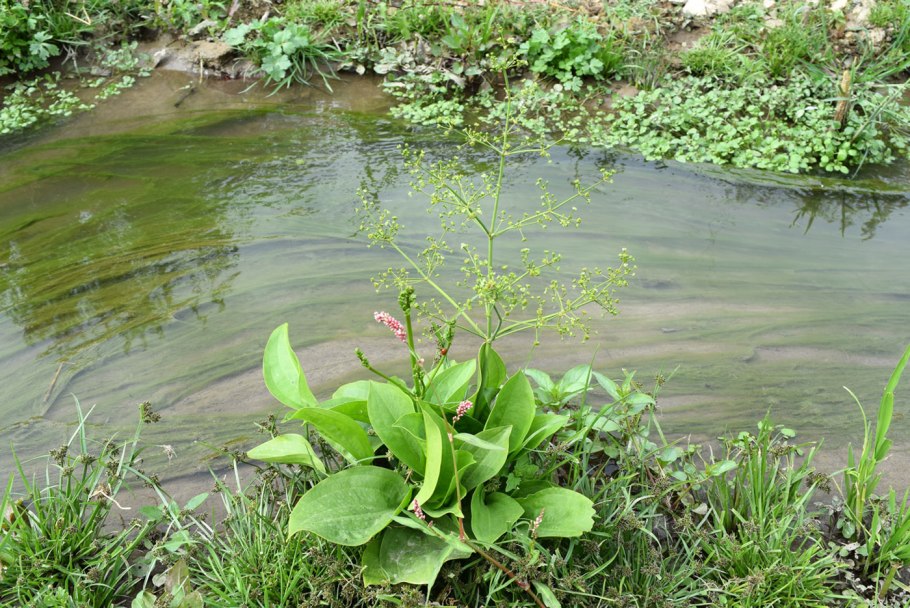 Alisma plantago aquatica