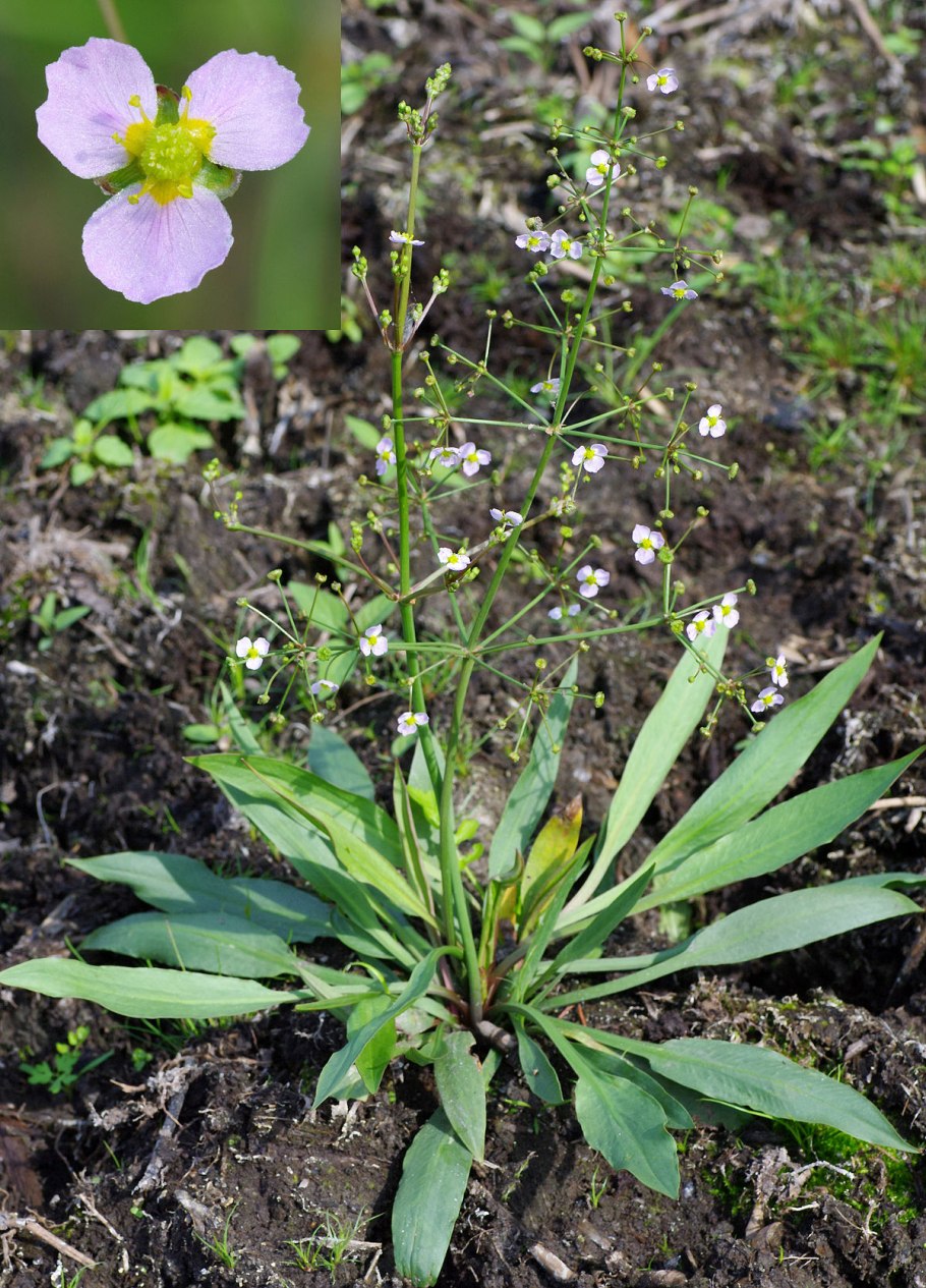 Baldellia ranunculoides
