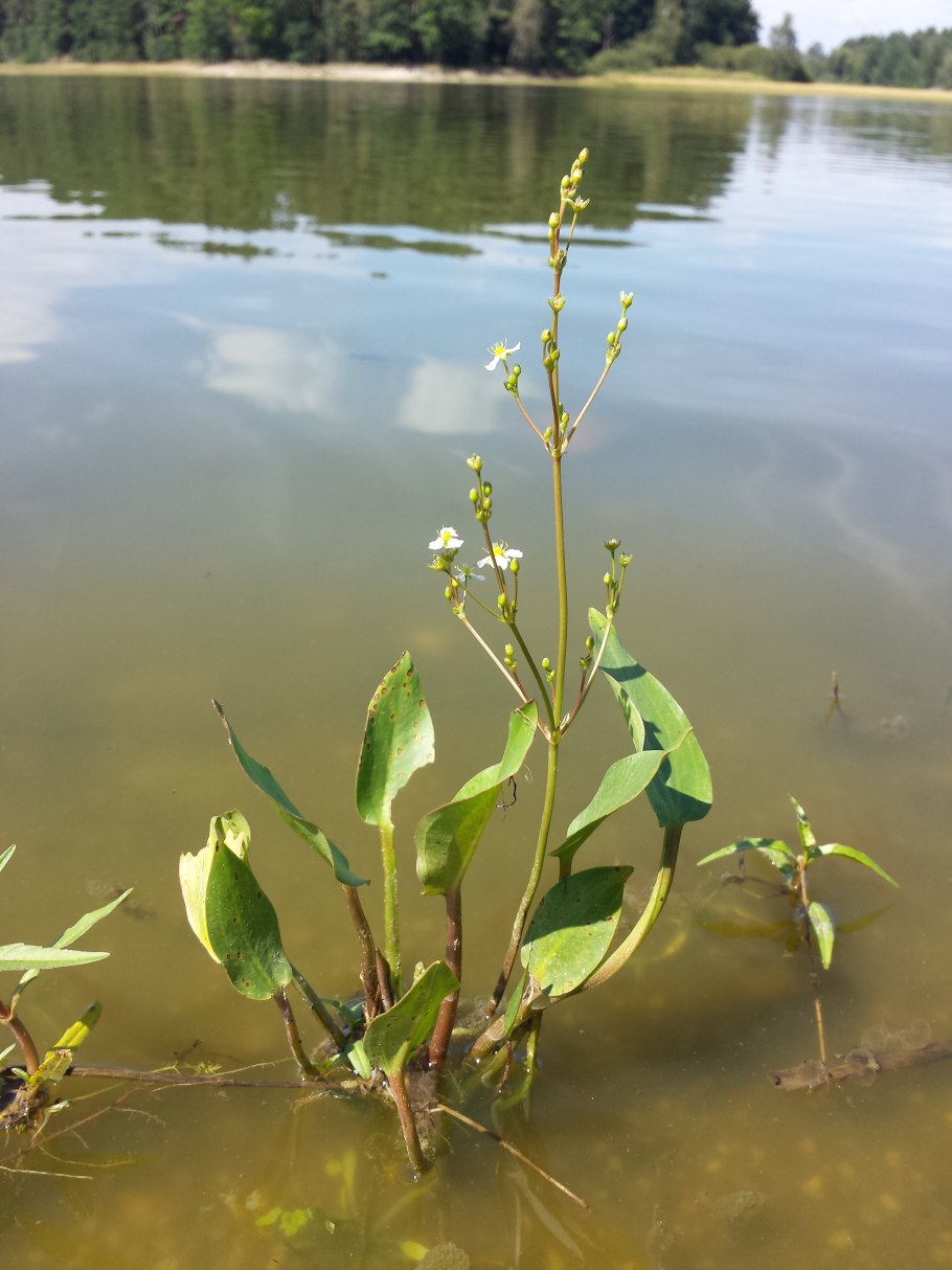 Частуха болотная