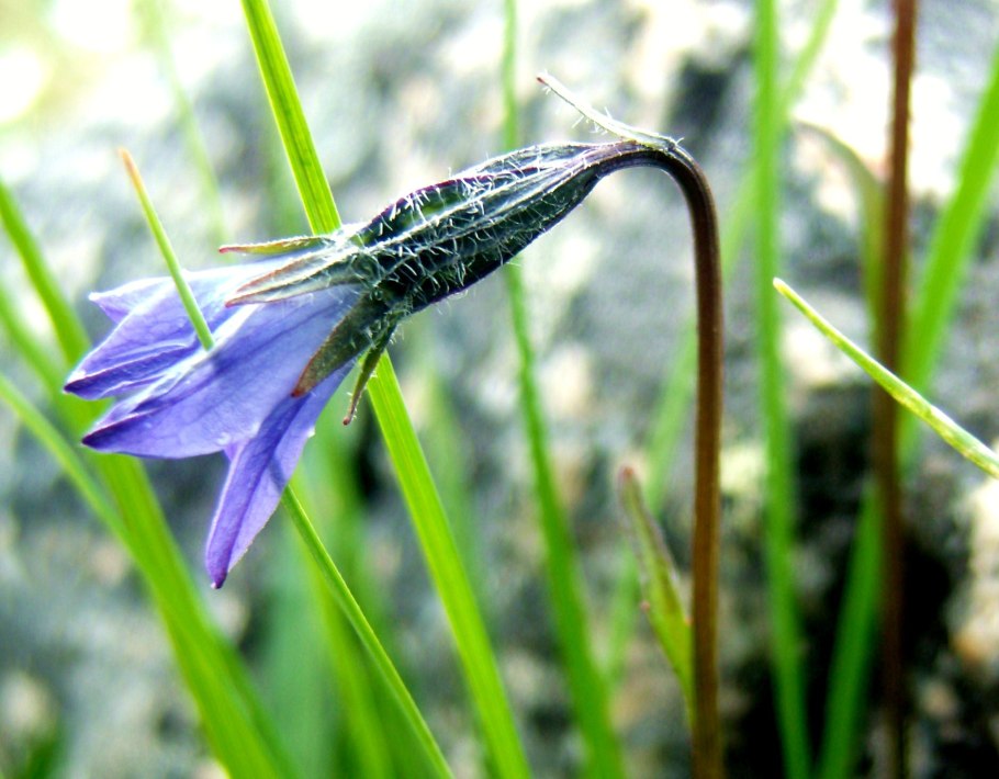 Campanula uniflora