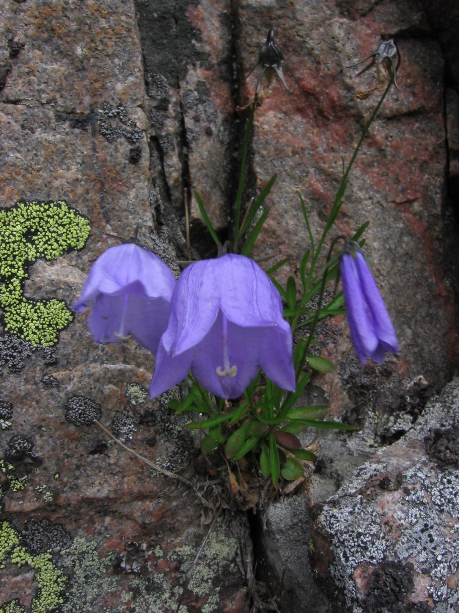 Колокольчик узколистный