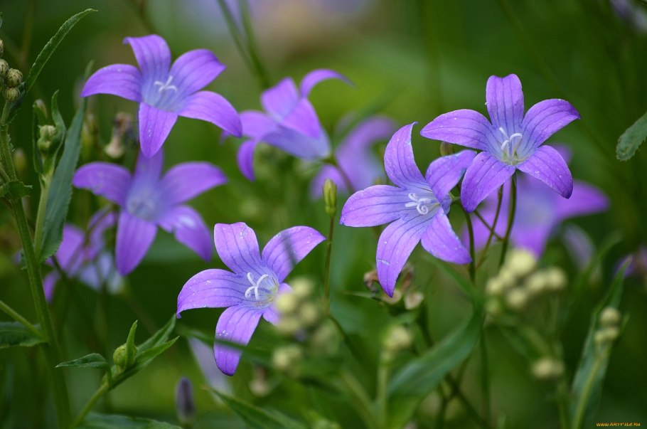 Колокольчик сибирский полевой