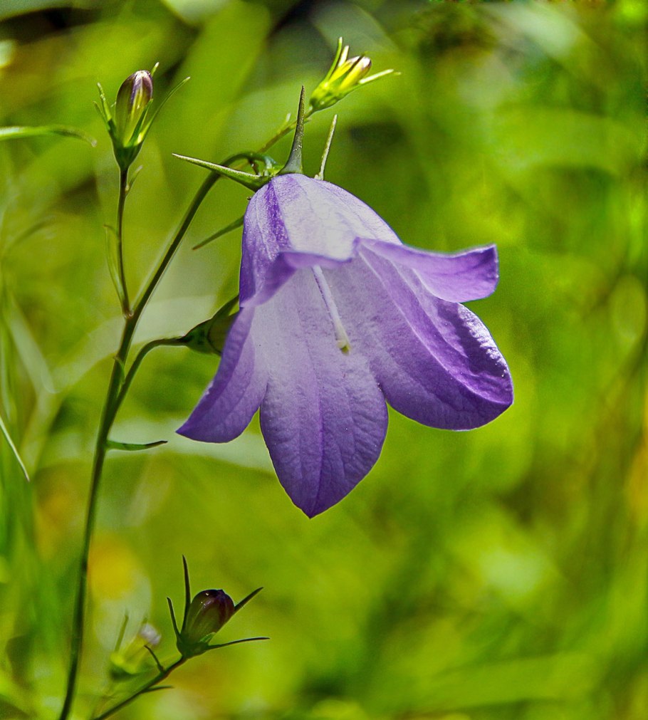 Кампанула колокольчик цветок
