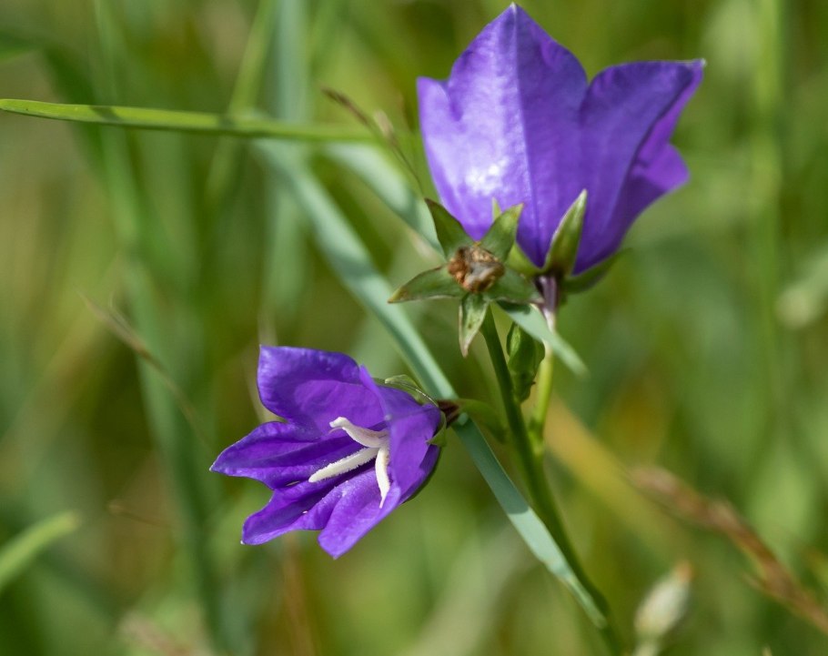 Колокольчик Campanula choruhensis