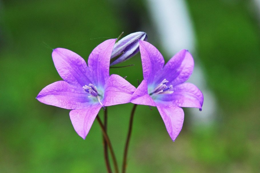 Лук одноцветковый