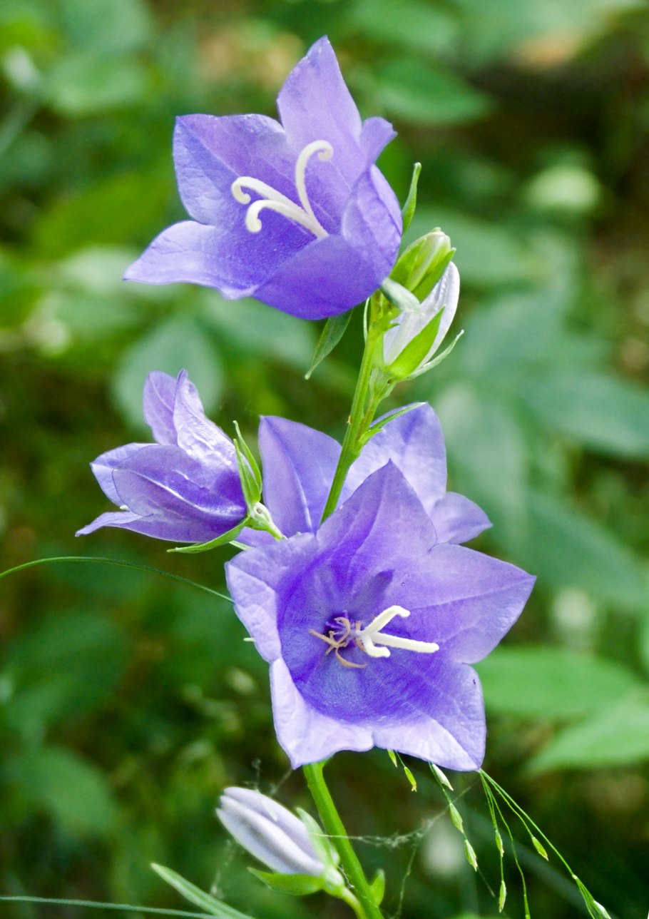 Колокольчик персиколистный (campanula persicifolia)