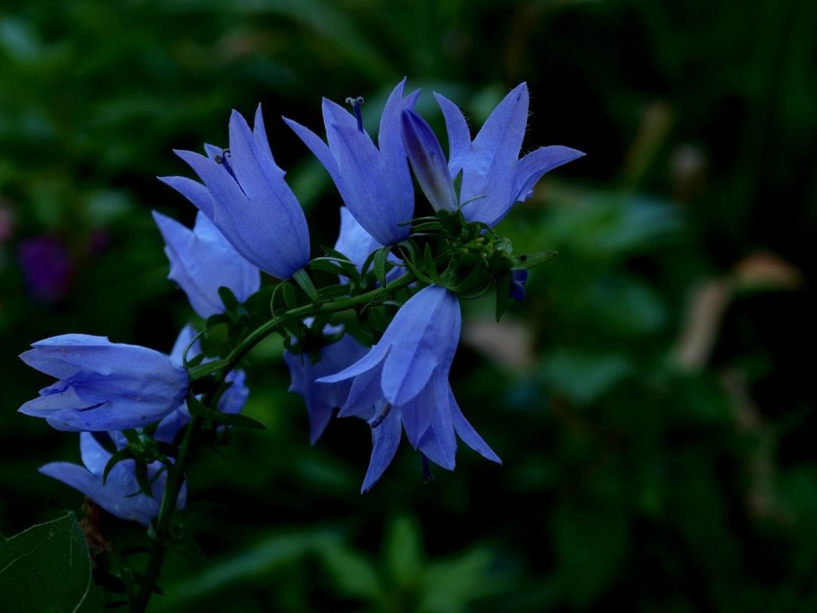 Колокольчик кампанула многолетний
