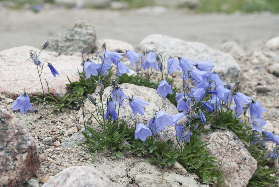 Campanula uniflora l.