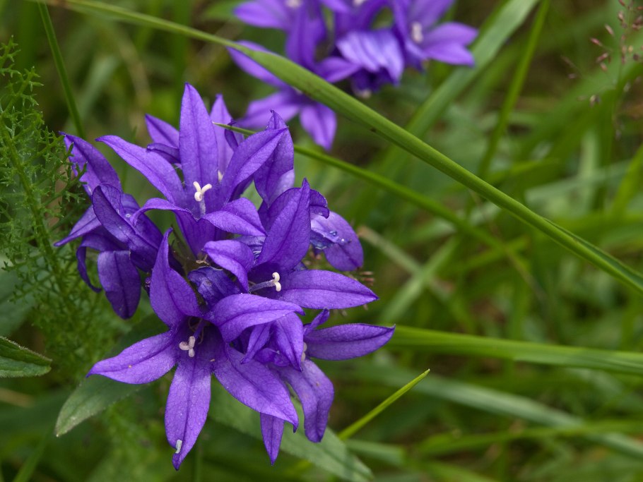 Колокольчик скученный campanula glomerata