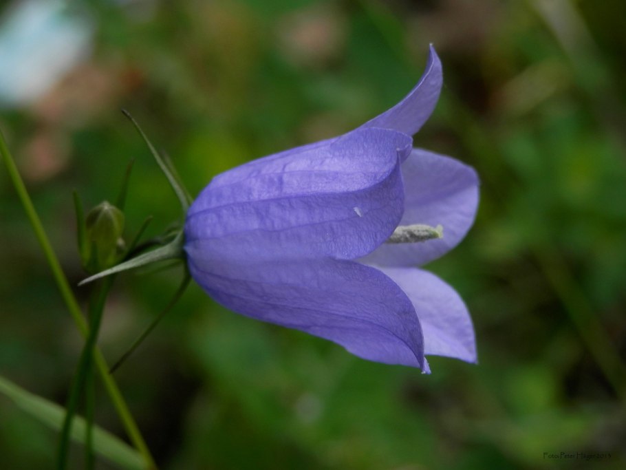 Campanula rotundifolia