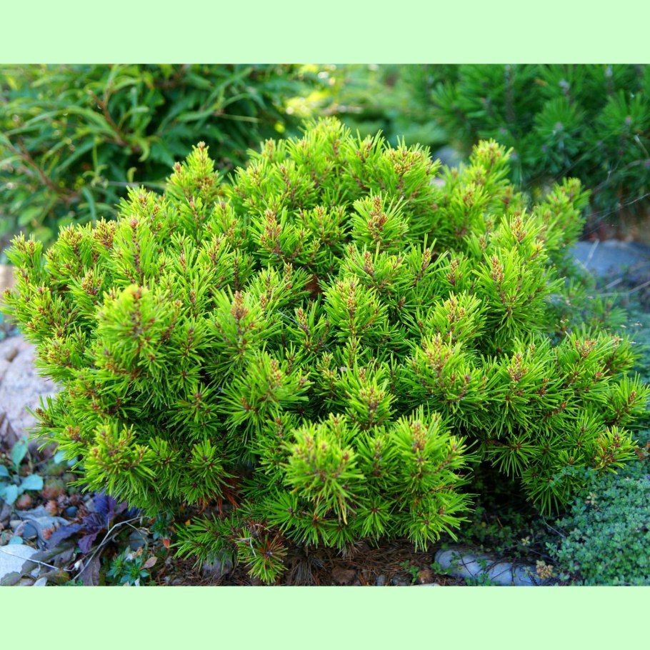 Виргиния сосна