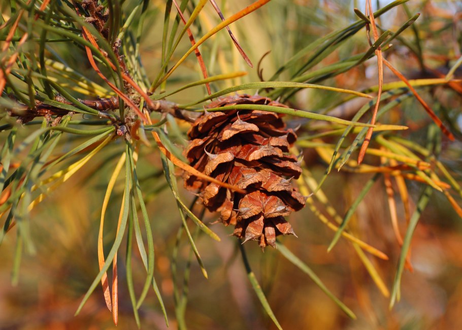 Pinus virginiana 'what's Golden'