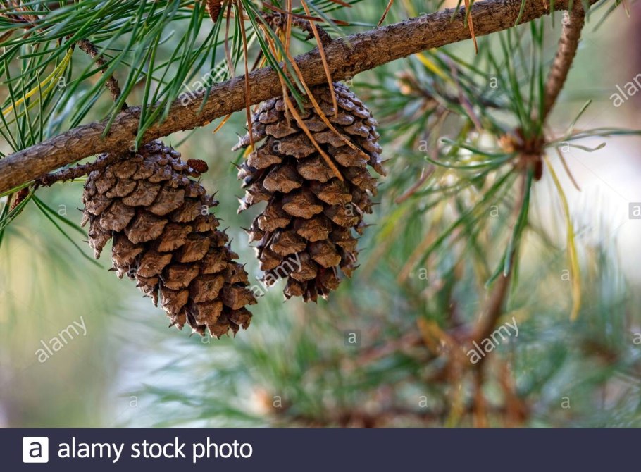 Pinus resinosa 'Nana'