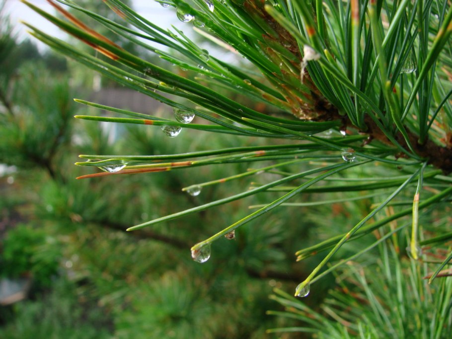 Хвоинки сосны обыкновенной