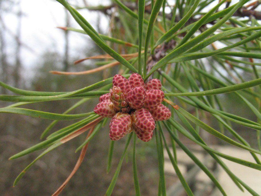 Pinus virginiana Tyler