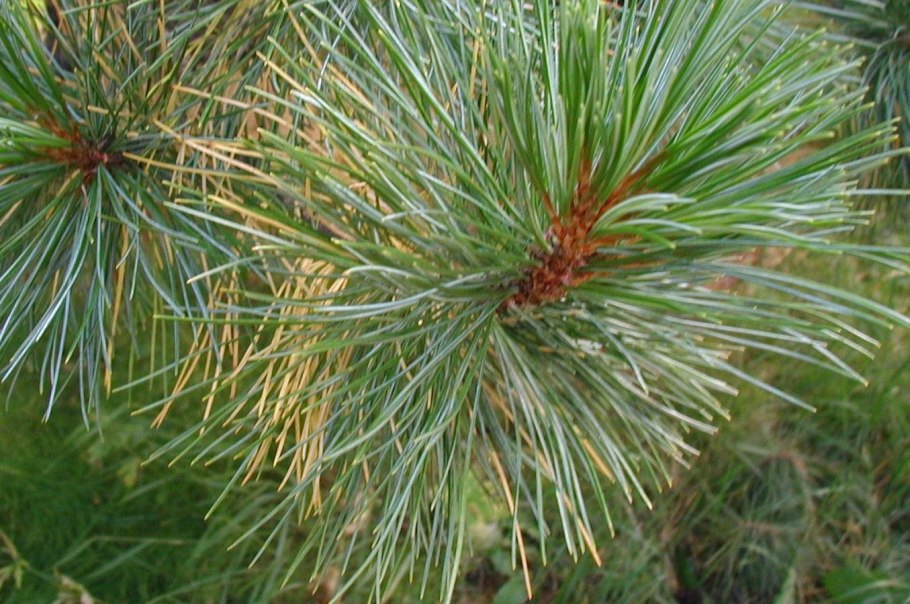 Сосна pinus cembra