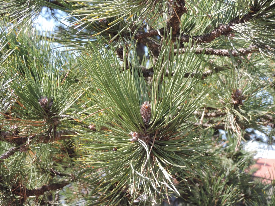 Pinus virginiana 'what's Golden'