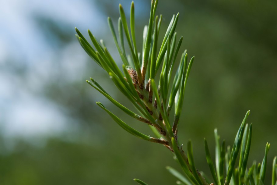 Pinus virginiana Driscoll