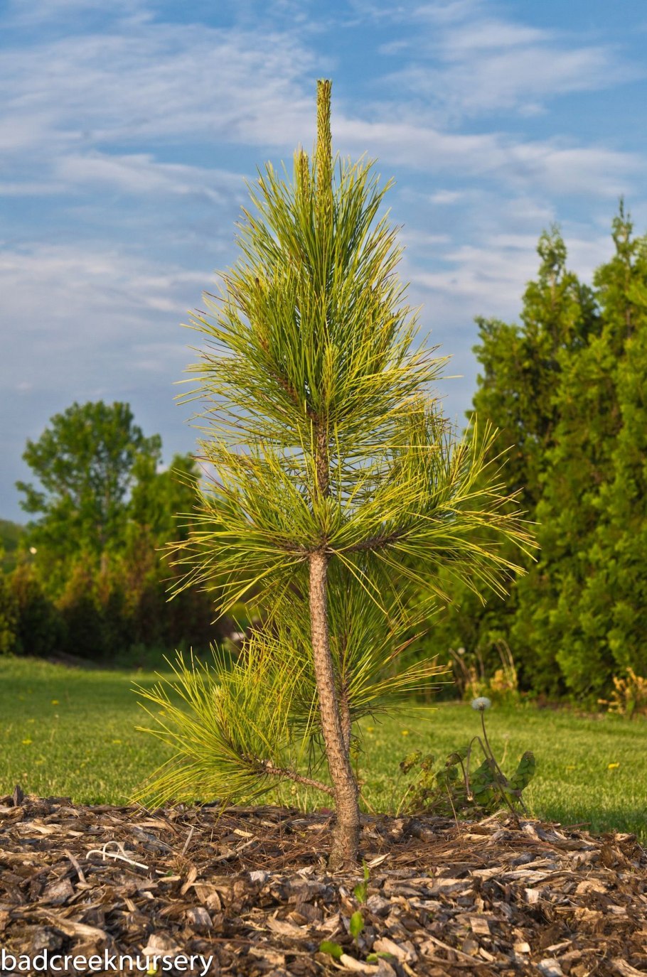 Pinus resinosa