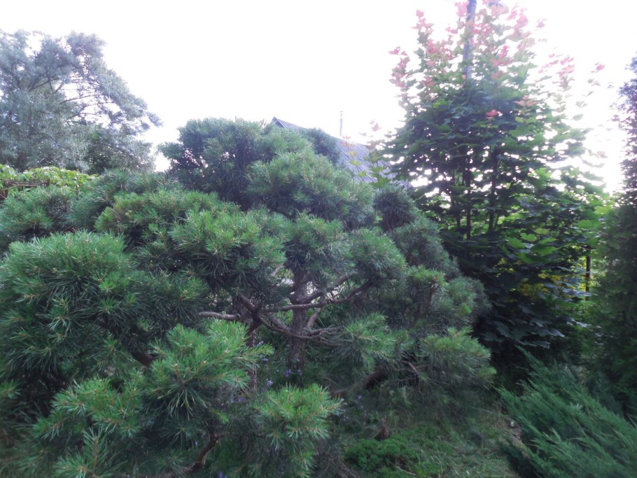 Pinus nigra