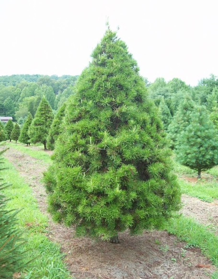 Лист голубая ель