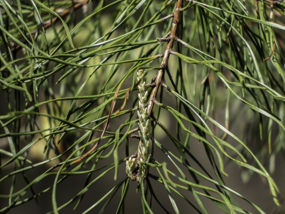 Pinus virginiana 'what's Golden'