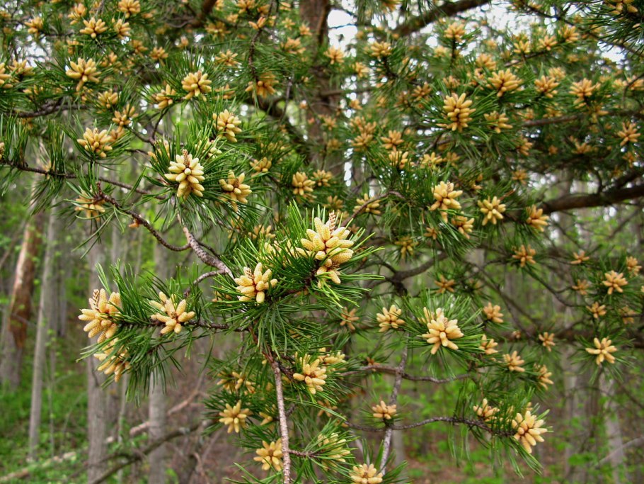 Pinus virginiana 'Wates Golden'