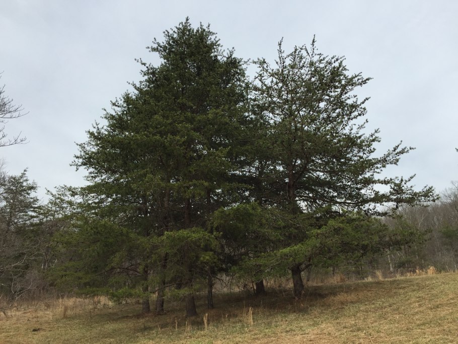 Кедровый стланик бонсай