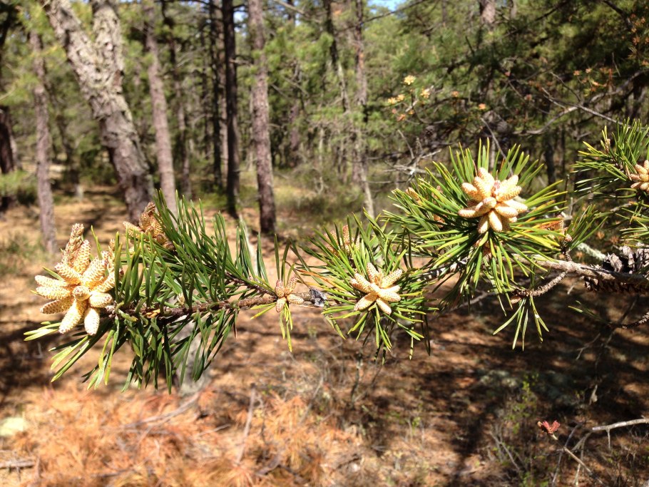 Pinus virginiana