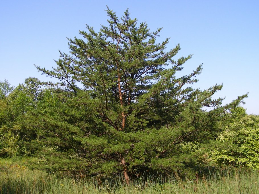 Веточка сосны обыкновенной