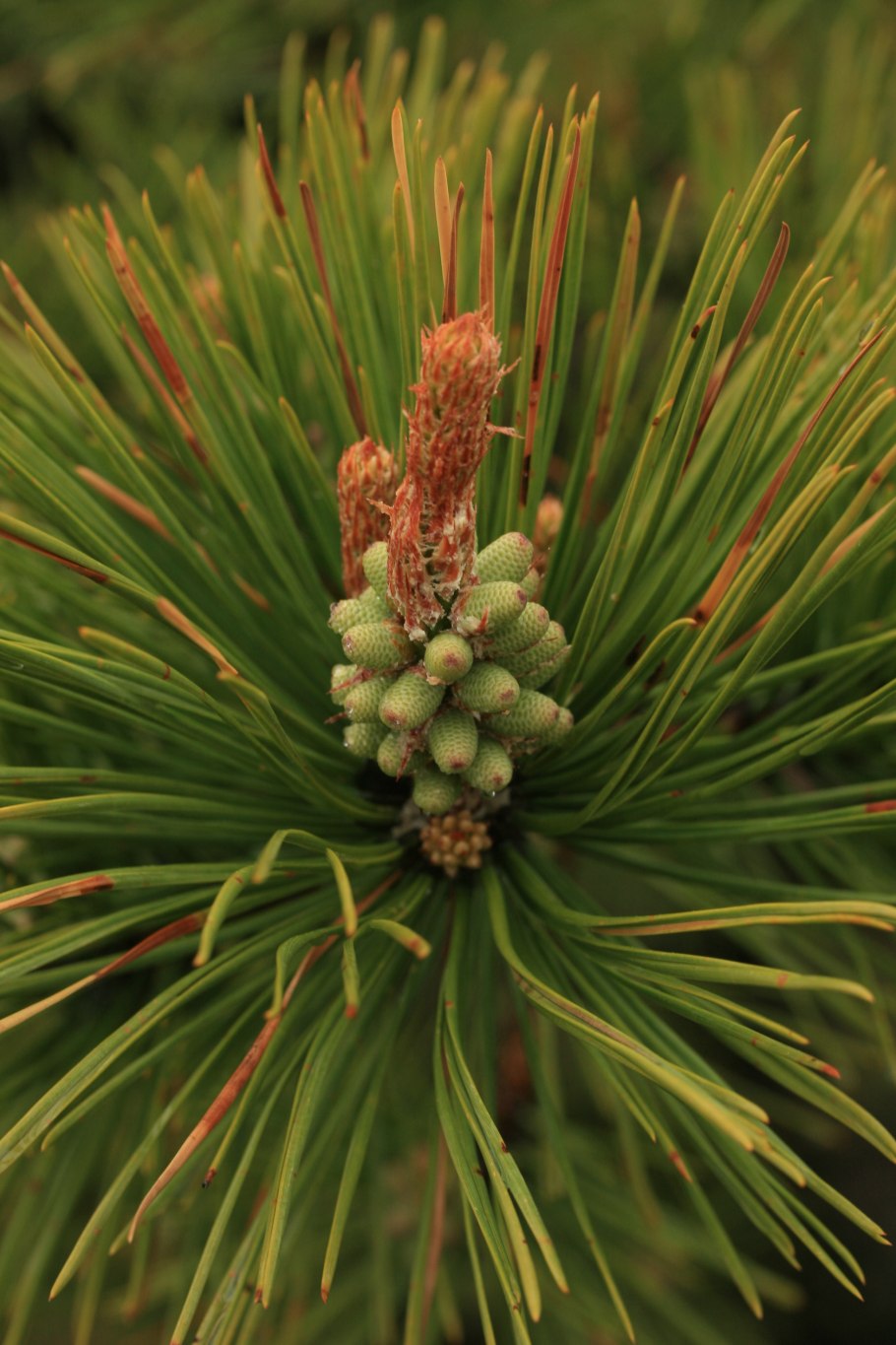 Сосна Монтесумы шишки