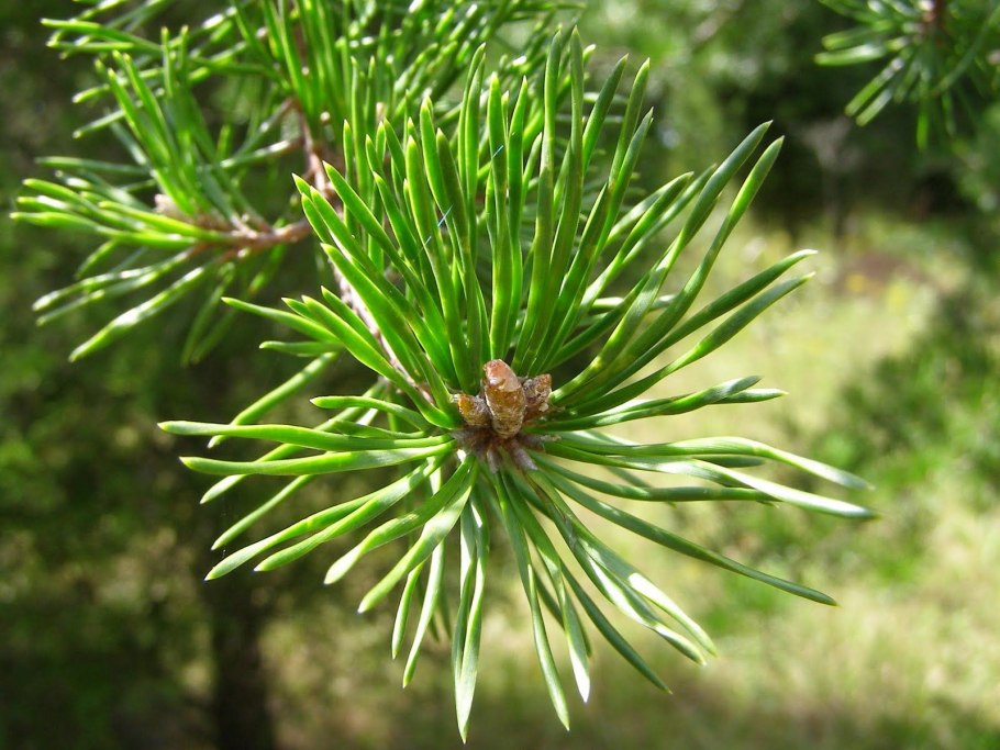 Сосна Бунге Дальневосточная