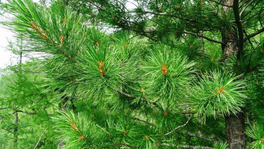 Сосна кедровая сибирская