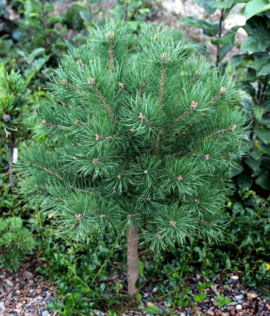 Pinus nigra brepo