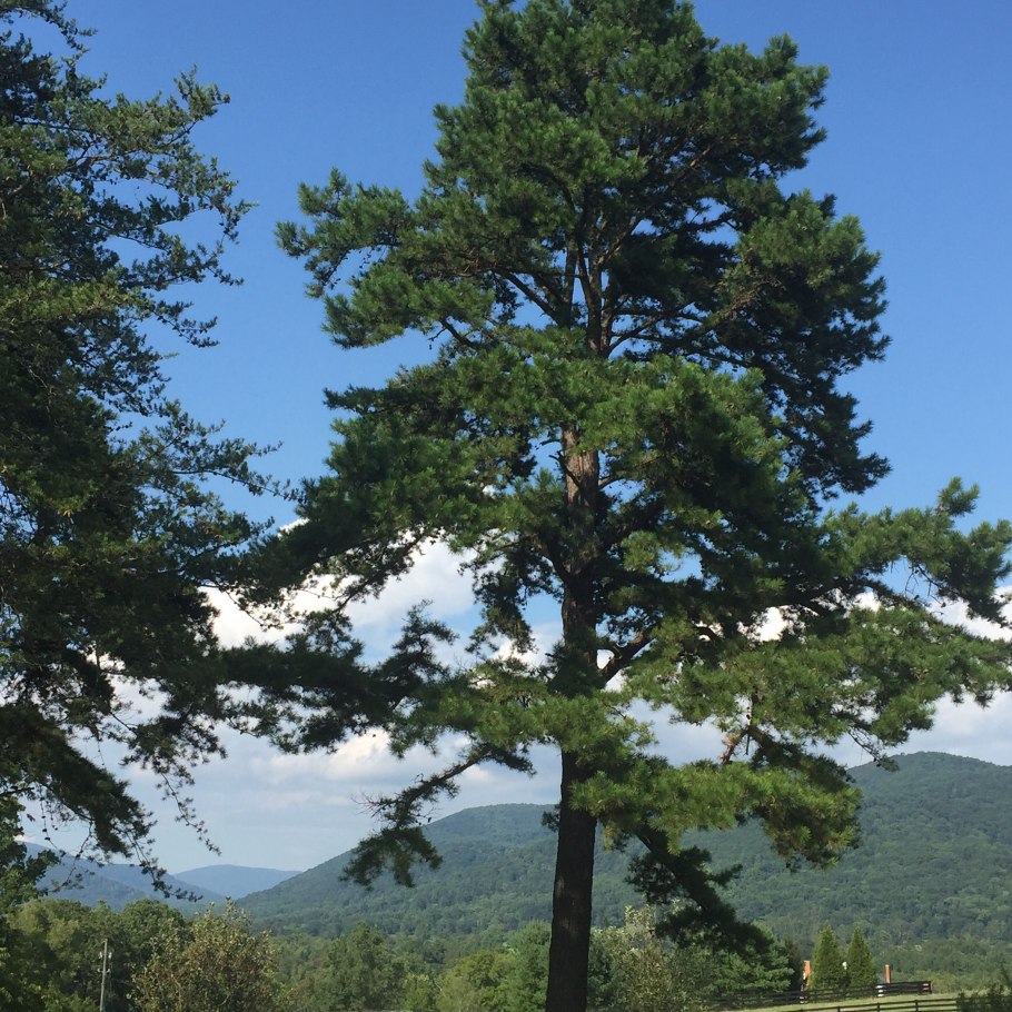 Кедр и сосна